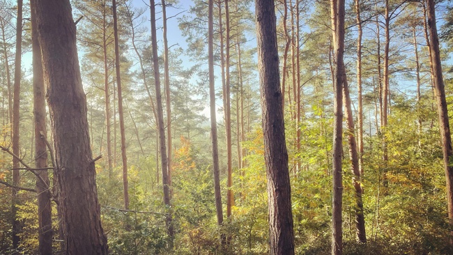 Wildes Brühl - Fährtenlesen im Wald