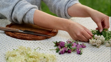 Wildkräuterspaziergang & Senfworkshop
