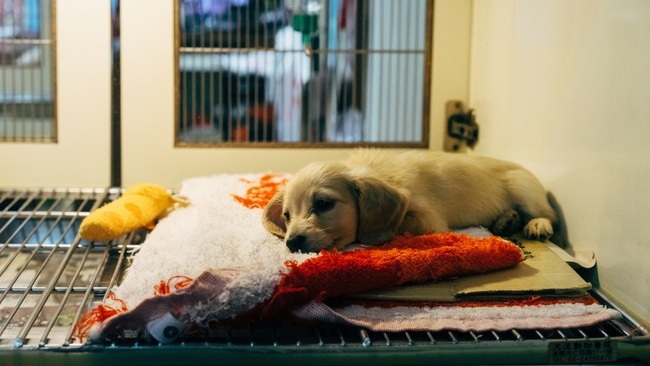 Tierschutz konkret: Besuch im Tierheim Bremerhaven Ein Blick hinter die Kulissen Volkshochschule in Kooperation mit Tierschutz Bremerhaven e.V.