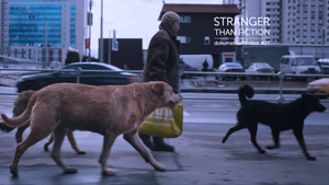 Dreaming Dogs | Stranger Than Fiction | mit Filmgespräch