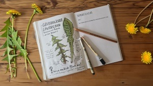 Der Löwenzahn - lecker und essbar - Wildkräuterei Köln