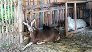 Schnupperkurs II für einen Bauernhof-Jahreskurs