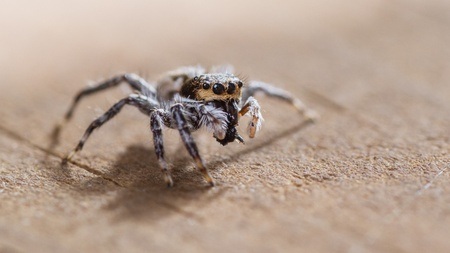 VORTRAG | Der seidene Faden