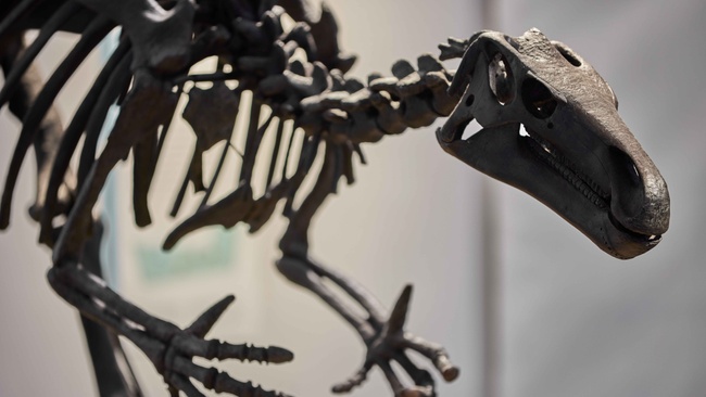 Dino-Ferienwoche in den Sommerferien