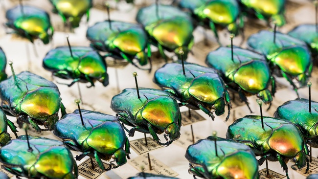 Offene Insektenpräparation