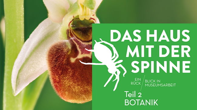DAS HAUS MIT DER SPINNE - Teil 2: Botanik