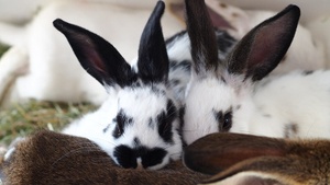 Ostern im Zoo am Meer