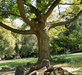 "Der Baum" von Freigehege
