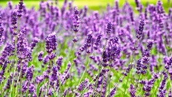 Schley's Blumenparadies Mettmann