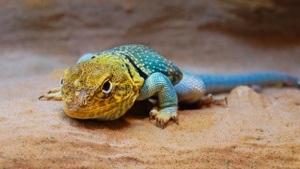 Reptilienausstellung im Wildpark Schwarze Berge