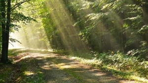 Waldbaden Vom Entstehen und Vergehen