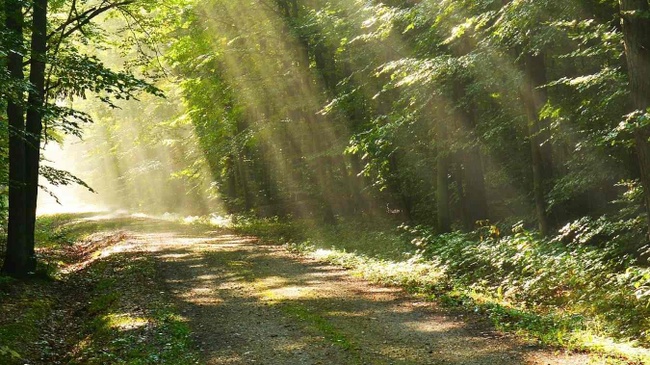 Waldbaden Vom Entstehen und Vergehen