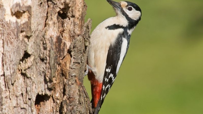 Vogelführung Berlin