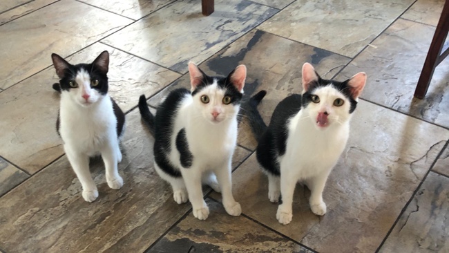 Erste Hilfe Kurs für Katzen