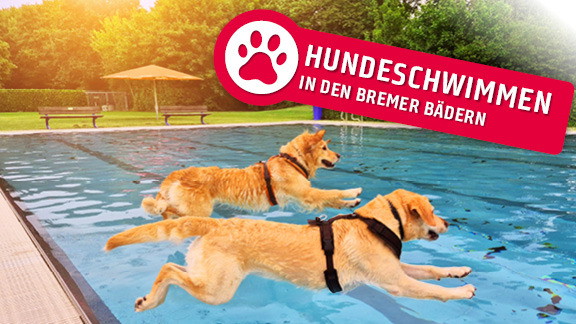 Hundeschwimmen im Freibad Blumenthal