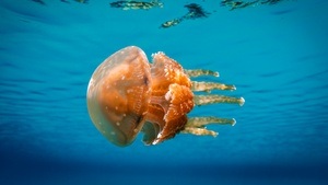 Planet MEER