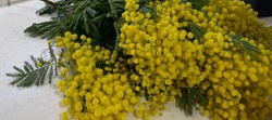Mimosa e. V.