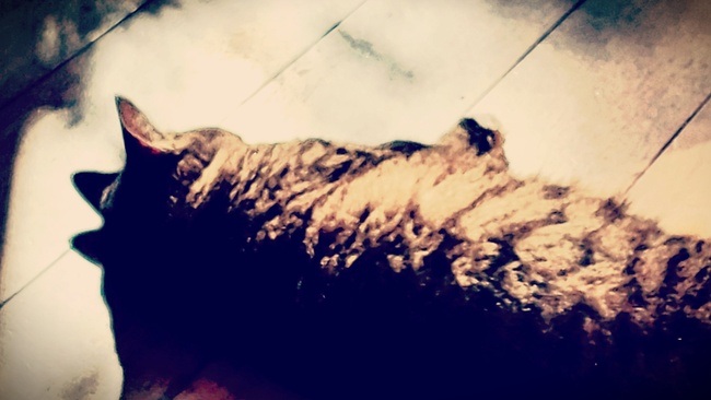 De Anima - Die Seele zwischen Mensch und Tier