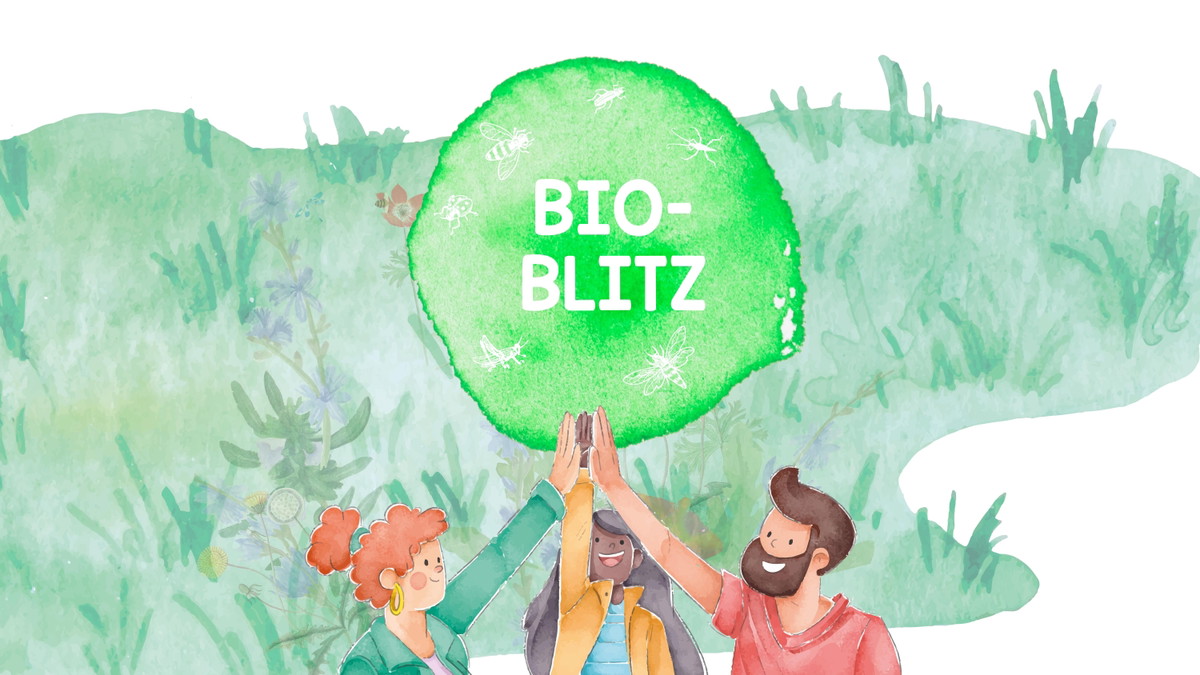 Titelbild der Veranstaltung BioBlitz am Weltstädtetag