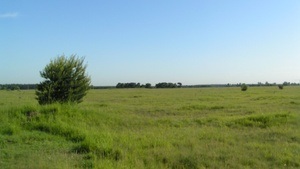 Neophyten entfernen - Freiwilliger Einsatz für die Artenvielfalt