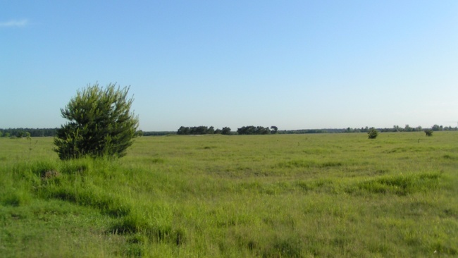 Neophyten entfernen - Freiwilliger Einsatz für die Artenvielfalt