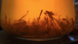 Fermentierte Getränke