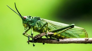 Wunder auf sechs Beinen – Lüneburger Insektengeschichten