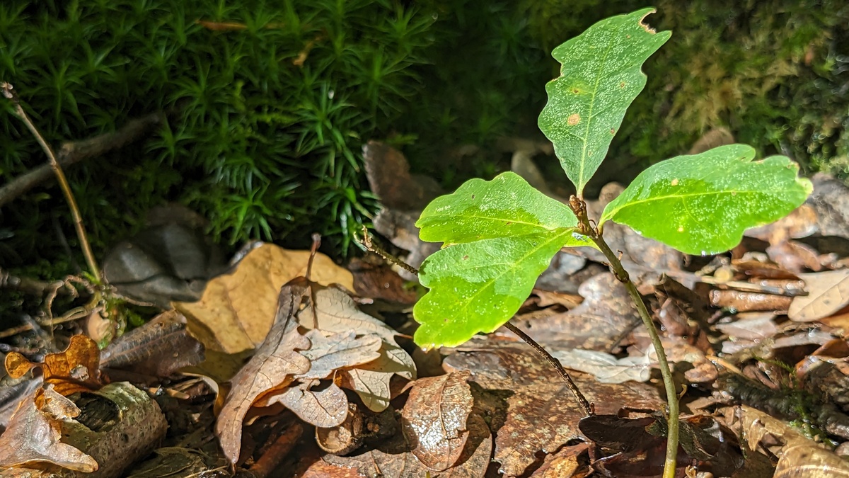 RausZeit Wald