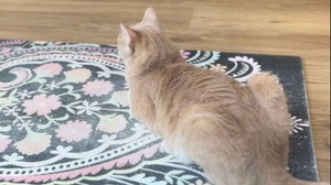 Katzentempel Yoga Brunch