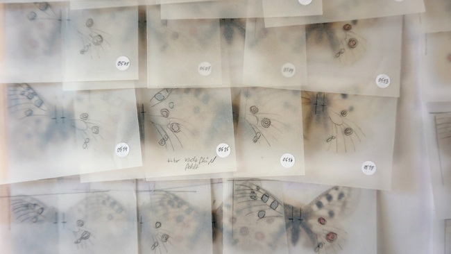 Taxonomy of Remembrance