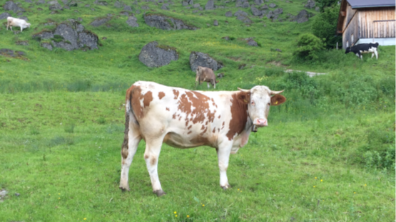 Käseschule Special: Käse aus den Alpen