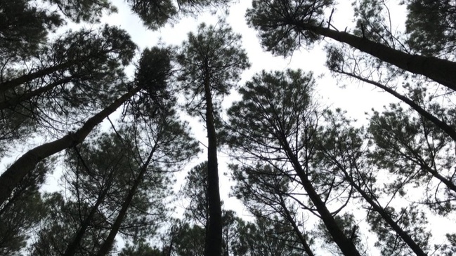 A Solstice Score: Approaching Dusk Chorus at 51.2452° N, 6.8313° E