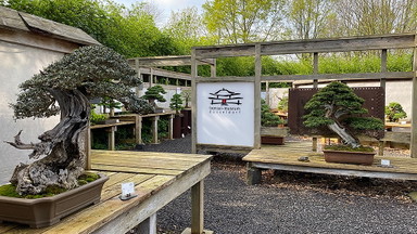 Sommerfest im Bonsai-Museum Düsseldorf