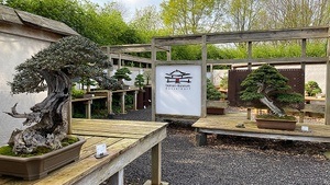 Sommerfest im Bonsai-Museum Düsseldorf