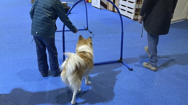 Begegnung mit Schulhund – ein besonderes Erlebnis für Kinder