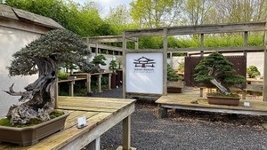 Tage der offenen Türe im Bonsai-Museum Düsseldorf und der Bonsaiwerkstatt