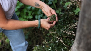 Wildkräuterspaziergang und -verarbeitung