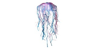 Wish Upon a Jellyfish – Weaving