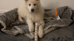 Handgemacht für Vierbeiner