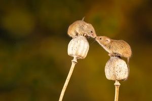 Mäuse und ihre Geheimverstecke