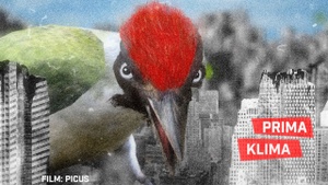 Shorts Attack: Prima Klima