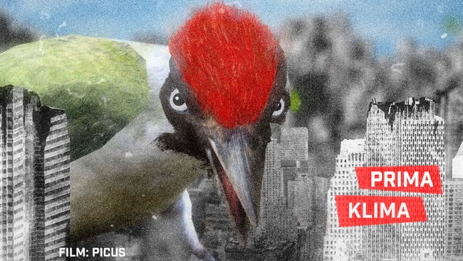 Shorts Attack: Prima Klima