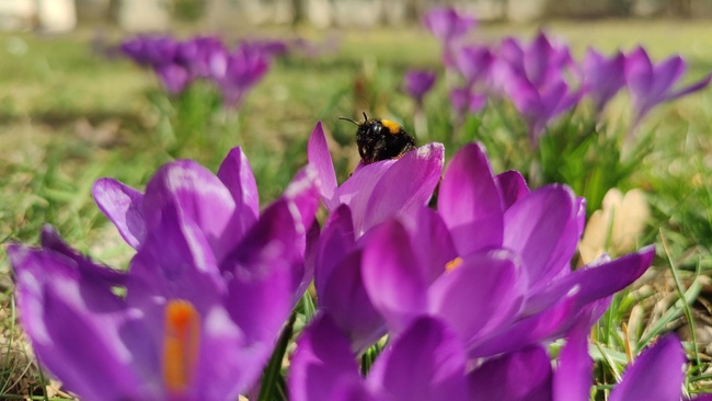 Natur-Kiezspaziergang