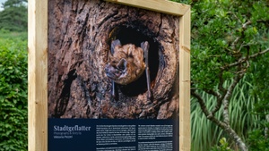 „Stadtgeflatter“ – Outdoor-Fotoausstellung zeigt Münchens Fledermäuse und ihre stillen Helfer:innen