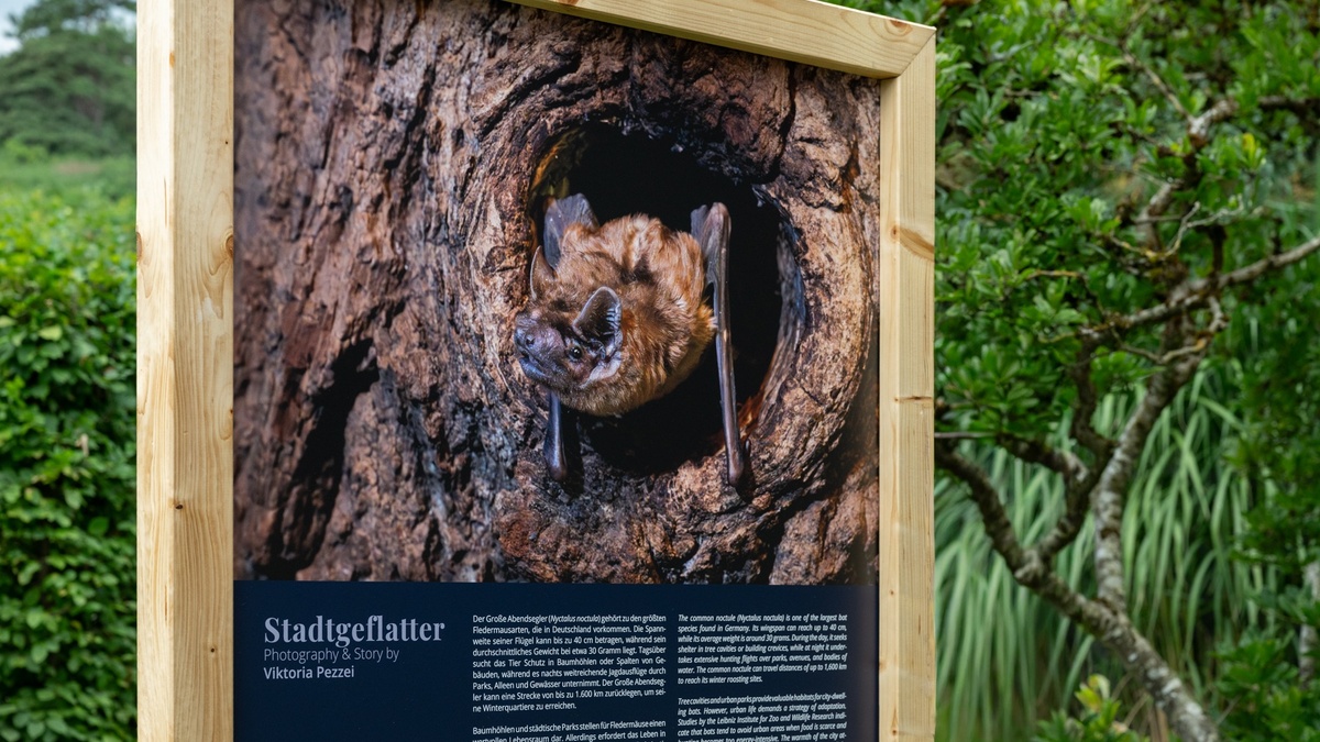 „Stadtgeflatter“ – Outdoor-Fotoausstellung zeigt Münchens Fledermäuse und ihre stillen Helfer:innen