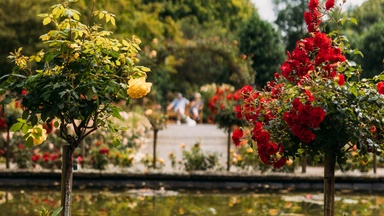 Gartenzeit