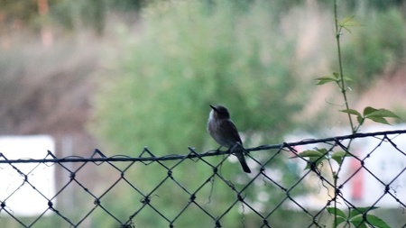 Zu Besuch bei Lerchen und Schmätzern - Vogelkundliche Exkursion in die Heide