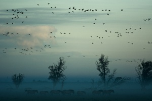 Futterhäuschen oder warme Gefilde? - Vögel im Winter