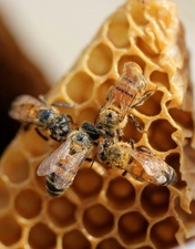 Forschung im Fokus: Braucht der Bienenstaat einen „sozialen“ Verstand?