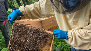 Bienenworkshop für Erwachsene